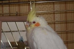 Создана вакцина от птичьего гриппа