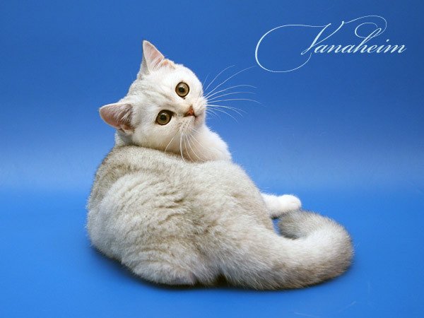 Афоризмы о животных. Развлечения. Человек гораздо фальшивее кошки