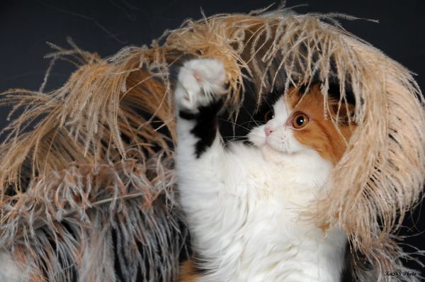 Ты только думаешь, что ты ими владеешь. Афоризмы о животных.