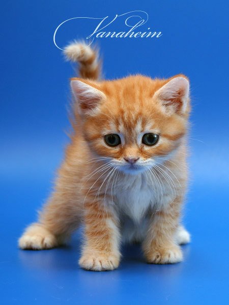 Афоризмы о животных. Развлечения. Автор. rta101.