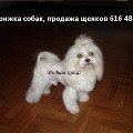 Порекомендует косметику, корм, зоомагазин с одеждой для собак...