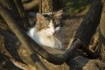 Кошка в городе Боровск. Снято весной 2007 года.
