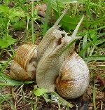 Лубоффь <a href=\"http://www.photobomba.com/animalsphoto/animals-50.htm\" target=_blank>отсюда</a>