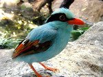 ��� ���� ���� �������<br />
�������� ����-��������