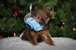 Russische Toy-Terier Don Paulo