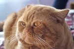 кот по кличке персик