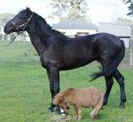 самая маленькая лошадь в мире