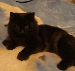мой котик - Жулик