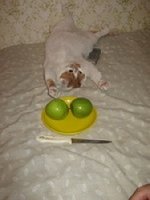 Это кот Кипиш <br />
\"не кипишуйте <br />
яблочек всем достанеться, если что хозяинам позвоню\"
