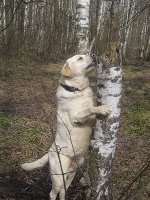 Я люблю тебя,полено!
