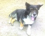 Пес моего дедушки, его зовут Рыжик. Он очень дружелюбный и очень-очень-очень хорошенький!:)))))))))))))