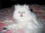 Моя любимая кошка