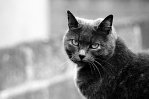 Этого милого пушистого зверя, обладающего завораживающими взгляд глазами, зовут Smoky,что означает Дымок. Он стал мне настоящим другом во время моей поездки в Англию.