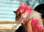 Любопытная фотография интересного кота.