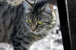 Даже в обычной деревенской кошке есть неповторимый шарм и грация...
