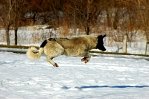 Кто сказал, что собаки не умеют летать?