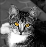 Кошечка с янтарными глазами