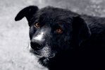 ПРОСТОЙ Пёс, но непростая жизнь