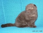 Питомник De La Moore<br />
scottish fold