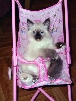 ������ �� ��������� ������� ����������� ����� ������ ����.  ���� ���������: www.kiskaneva.narod.ru