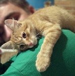 Нежность. котейка Рыжик