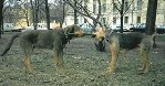 \"�������\"- ����� ������ ����! ! !  �� ���� �����,  �������,  ������� �� �������...