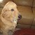 Denny-7 month