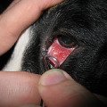 Инфекционный конъюнктивит у животных thumbnail