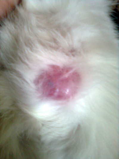 Ветеринарный форум - У кошки появилась опухоль на животе.. - Вопросы