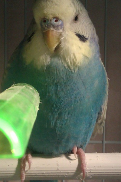 яйца волнистых попугайчиков. питание волнистых попугаев. яйца попугая волнистого съедобные. яйца волнистых попугаев. яйцо волнистому попугаю вареное.