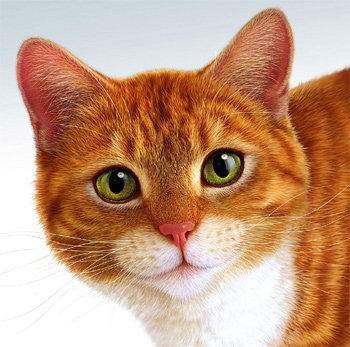 http://www.zoovet.ru/images/cats_clich.jpg