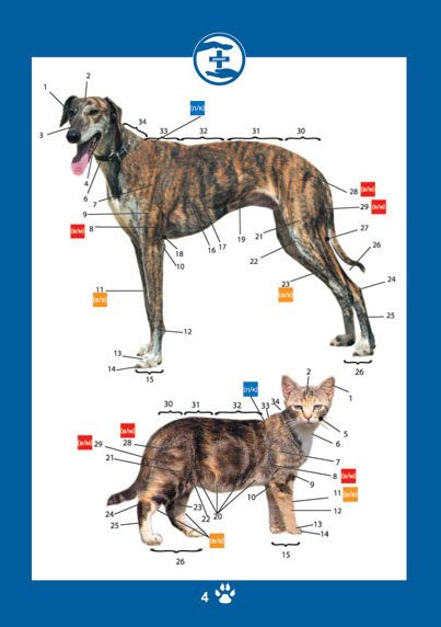 Ветеринарный паспорт для собаки с прививками