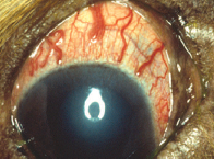 Глаукома симптомы у животных