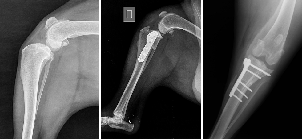 Разрыв связки у собаки. ПКС коленного сустава у собак. Разрыв крестообразных связок рентген. Клиновидная остеотомия большеберцовой кости у собак.
