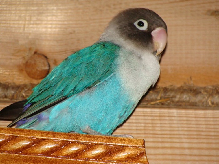 http://www.zoovet.ru/pet/4583.jpg