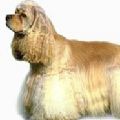 http://www.zoovet.ru/pet/kv506.jpg