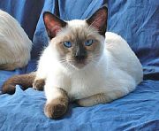 Сиамская короткошерстная порода кошек