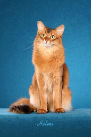 абиссинская кошка длинношерстная