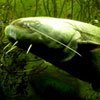  Во время водопоя сом может высасывать молоко у коров