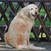 Причины недержания мочи у кошек и собак