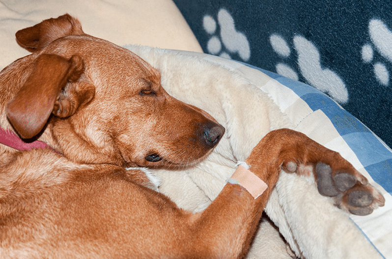 Кожная стерильная пиогранулема / синдром гранулемы у собаки