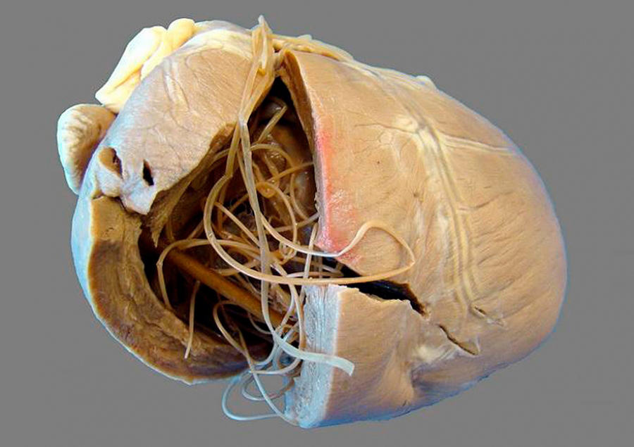 Дирофиляриоз сердца у собак