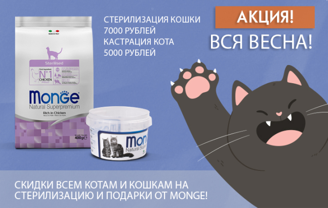 Весенняя акция кастрации и стерилизации для кошек и котов!