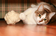 Ринотрахеит кошек