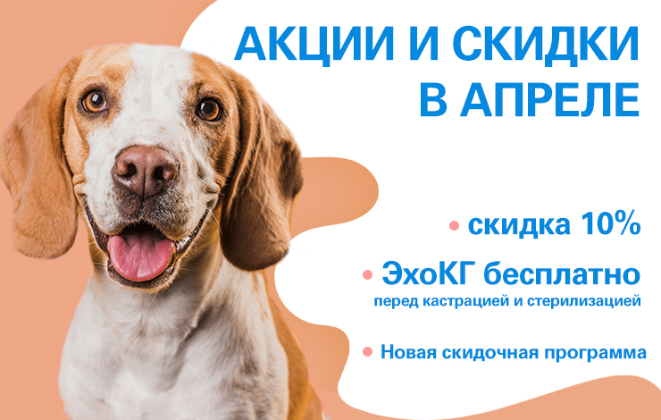 Ветеринарный центр отзывы. Ветрассвет Жуковский ветеринарная клиника сайт