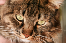 Плюсы и минусы бокового доступа при кастрации кошек