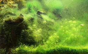 Cине-зеленые водоросли и методы борьбы с ними.