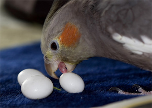 Затрудненная и повышенная яйцекладка у птиц