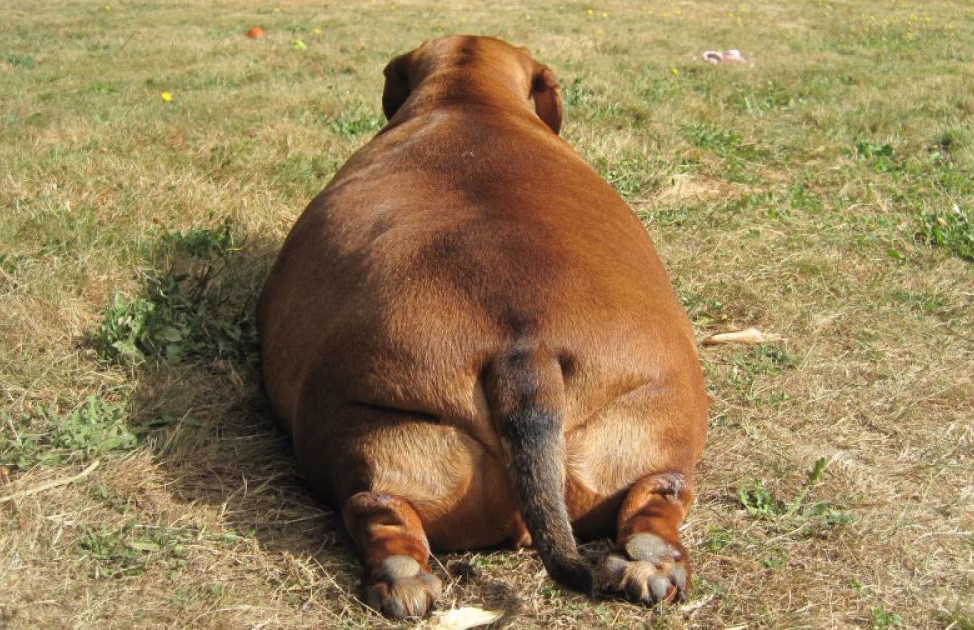 Лишний вес собак