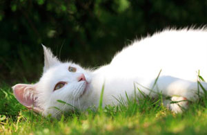 Лейкоз кошек: симптомы,   диагностика,   лечение,   профилактика